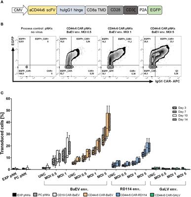 CD44v6 specific CAR-NK cells for targeted immunotherapy of head and neck squamous cell carcinoma